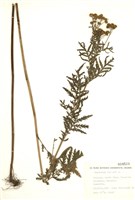 藏品(菊蒿)的圖片